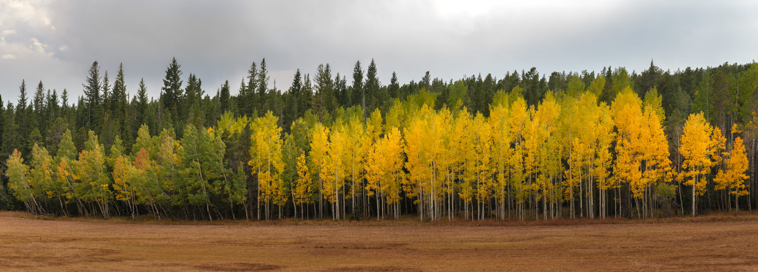 mountain-leaves-pano