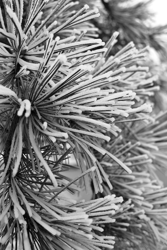 Icy Pine Branch