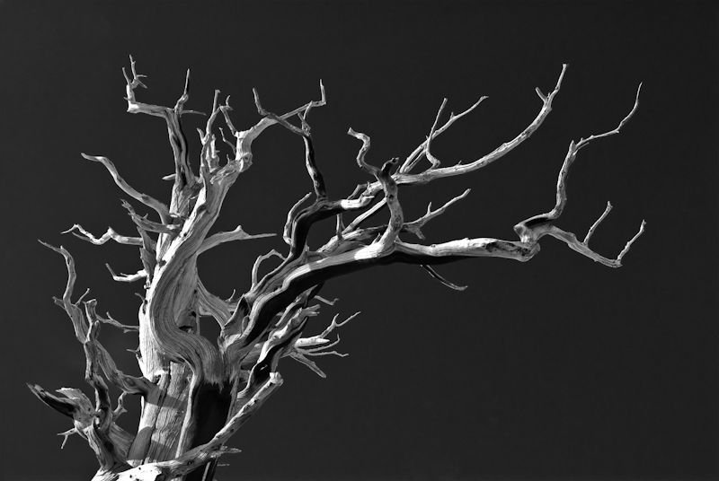 Silverheels Tree